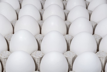 White chicken eggs in a tray