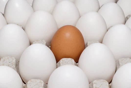Single brown egg among white eggs closeup
