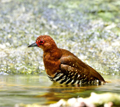 Red-legged Crake (Rallina Fasciata) Beautiful Red Waterbird Taking A Shower In Nature Pool, Exotic Creature