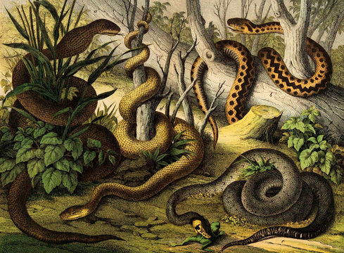 Snakes in the wild. 