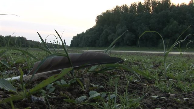 Feather in the grass
