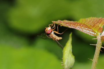 Winter-Schwebfliege, Episyrphus balteatus