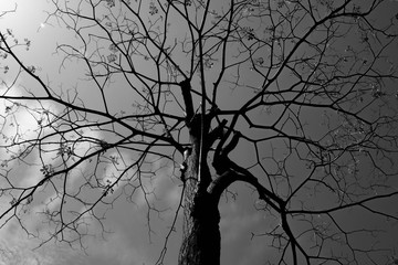 tree branches - monochrome