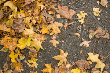 Top view on colorful dried leaves on the ground. Autumn in the park.