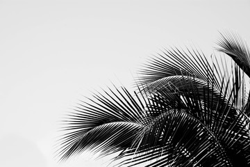 palm kokosblad - zwart-wit