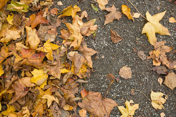 Top view on colorful dried leaves on the ground. Autumn in the park.