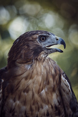 red tail hawk