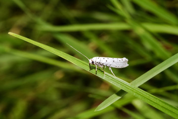 Zwetschgen-Gespinstmotte, Yponomenta padella 