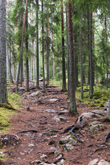 Fototapeta na wymiar Forest trail in Finland