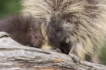Porcupine Mother and Baby