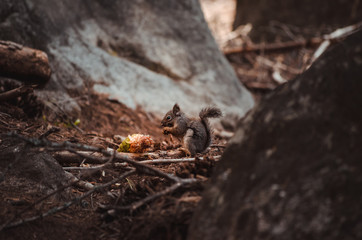 Squirrel III