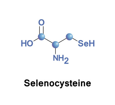 Selenocysteine is a cysteine analogue
