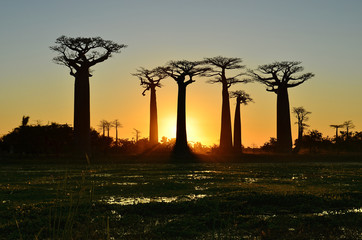 Fototapeta na wymiar Sunset @ Allée des Baobabs