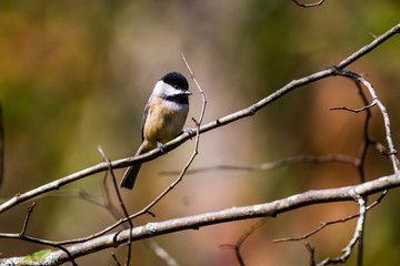 Chickadee on a Branch