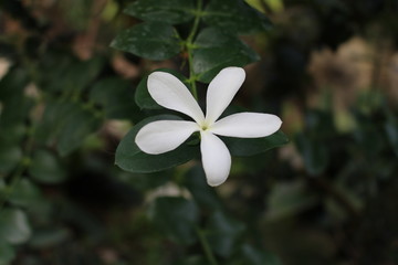 Obraz premium White captivity...