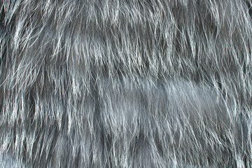Natural fur background - texture