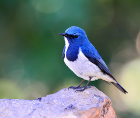 Ultamarine Flycatcher (superciliaris ficedula) a beautiful blue  bird perching on the rock over far green background in the nature, fascinated creature