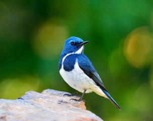 Ultamarine Flycatcher (superciliaris ficedula) a chubby blue and white bird perching on the rock over far green background in the nature, fascinated creature