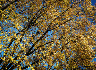 yellow leaves of autumn linden