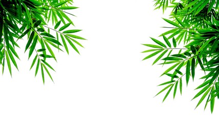 Obraz na płótnie Canvas green bamboo leaves isolated on white background