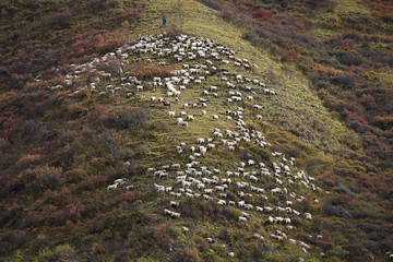 flock of sheep grazing on the mountain