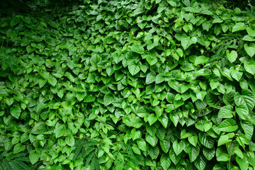 leaves of ivy covering a little tree in the forest