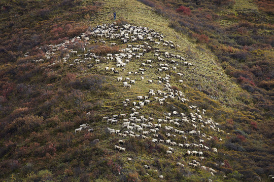 flock of sheep grazing on the mountain
