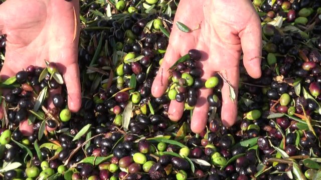 Olive background, after harvesting ready for oil  production
