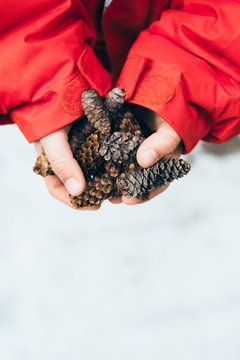 a child holds pinecones collected outside on a snowy day
