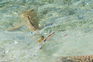 Two small exotic fishes jumping outside the water to escape the sharks, French Polynesia
