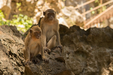 Makkake Affe in buddhistischem Tempel