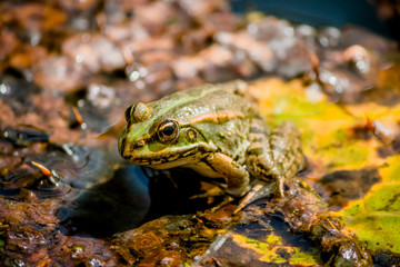 La grenouille verte