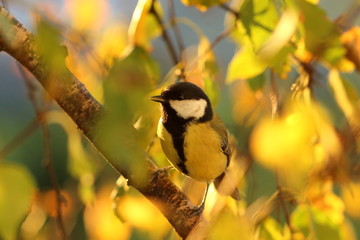 magnificent yellow tit in an autumn light