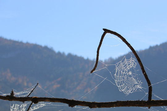 Spider webs