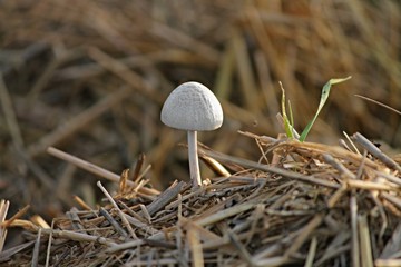 weisser Pilz auf Misthaufen