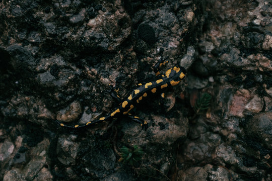 Salamander