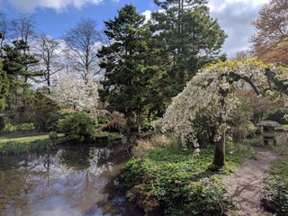 Japanese garden
