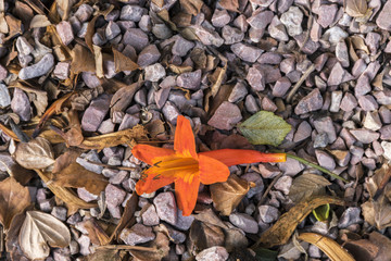 View of fallen flower in autumn