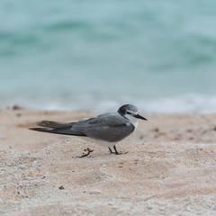 Bridled Tern, bird standing on the shore in French Polynesia 
