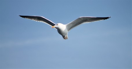 seagull looking for fish