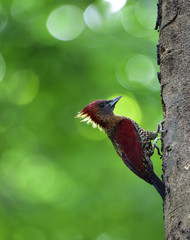 Wide shot of beautiful red bird perching on the tree, Banded woodpecker (Chrysophlegma miniaceum) an exotic nature