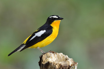 Yellow-rumped flycatcher (Ficedula zanthopygia) beautiful yellow bird perching on a wooden in nature