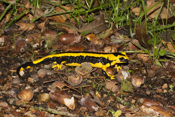 salamandre commune salamandra 