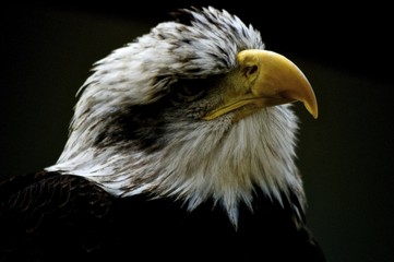 Seeing Through The Vail