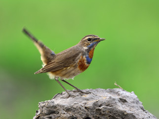 Beautiful brown bird with orange and blue colors on chest standing on rock showing side view feathers and wagged tail over bur green backgroundl, Blue throat (Luscinia svecica)