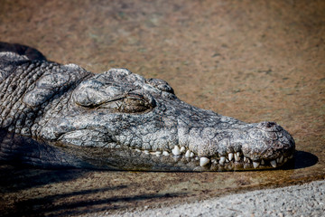 Crocodile d'Afrique