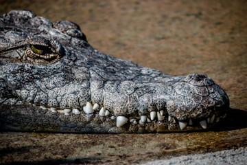 Crocodile d'Afrique au Parc de la Tête d'or à Lyon
