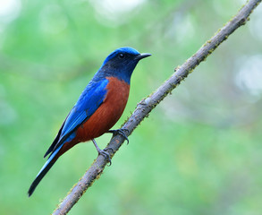 Chestnut-bellied Rock Thrush (Monticola rufiventris) beautiful blue bird with red sbelly perching on the branch over bright bokeh background, colorful nature