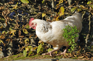 huhn In freier natur