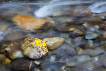 Leaf on a Stone in a Creek.